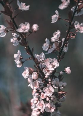 Split cherry tree blooming