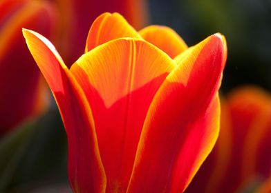 Vibrant Macro Tulip Lily