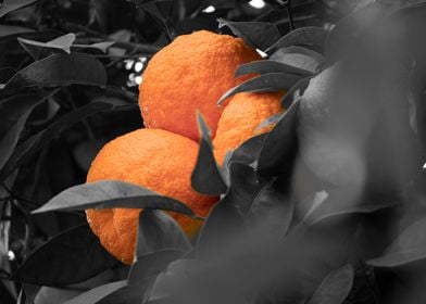 Selective Orange Coloring