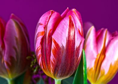 Vibrant Purple Tulips