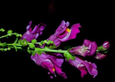 Leons Mouth Purple Flower