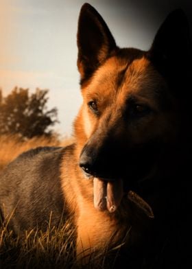 German Shepherd