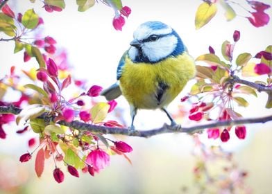 Spring Bluebird