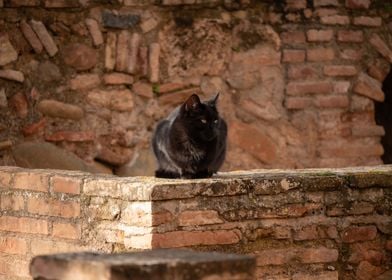 Cat at Alhambra in Granada