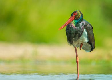 Black Stork in Kruger