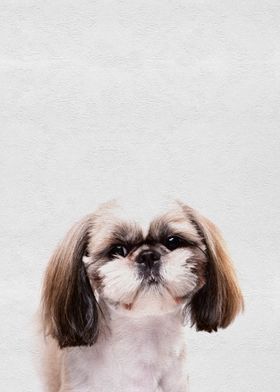 Cute Pet Puppy Dog Maltese