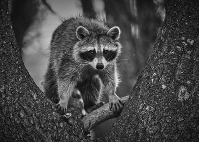 Raccoon folk in the tree