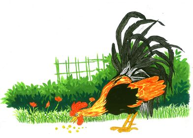 Rooster on the field