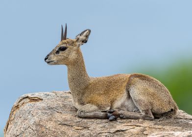 Klipspringer on a rock