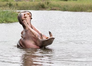 Hippo yawn