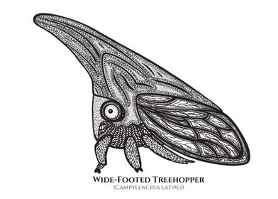Treehopper C Latipes