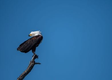 Africa Fish Eagle