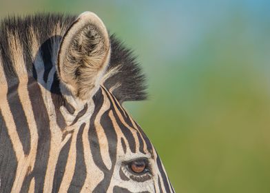 Zebra profile