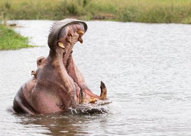 Hippo yawning 