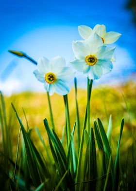 Daffodils emotions