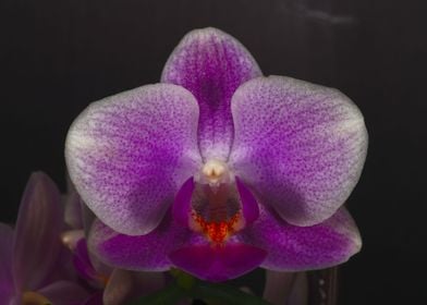 A Beautiful Purple Orchid