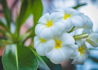 White Flowers in Bloom