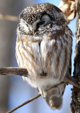 Boreal owl 