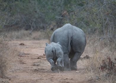 White Rhino and calf