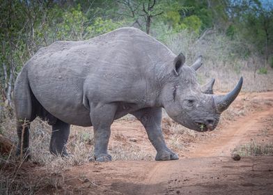 Black Rhino Walking