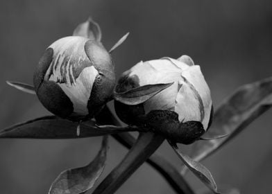 Unbloomed Flowers