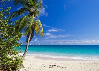 Caribbean Beach With Palm