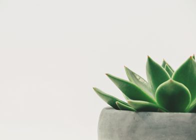 Minimalist Succulent