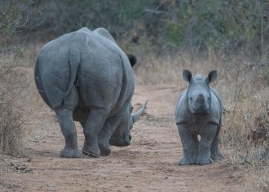 White Rhino and calf