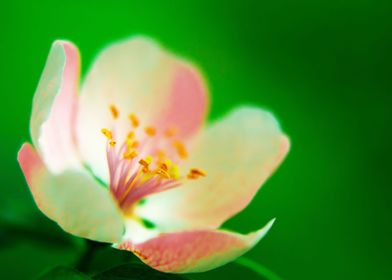 Apple blossoms