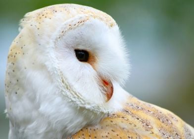 Barn Owl