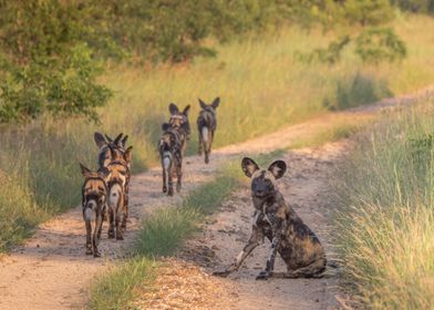 Painted Wolves