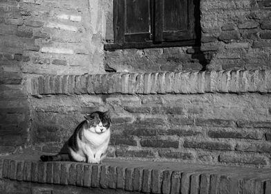 Cat at Alhambra in Granada