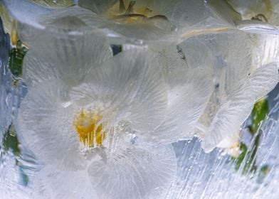 White freesia in ice 3