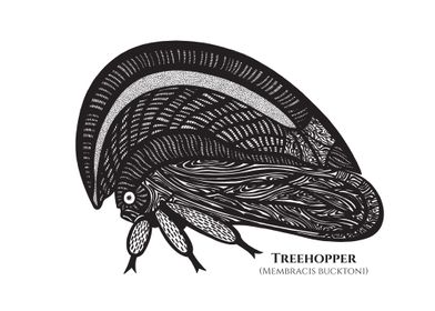 Treehopper M Bucktoni