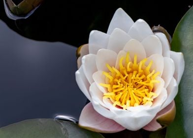 Floating water lily