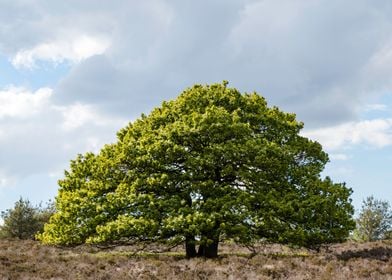 Beautiful Big tree