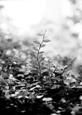 BW plant