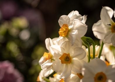 Spring Flowers