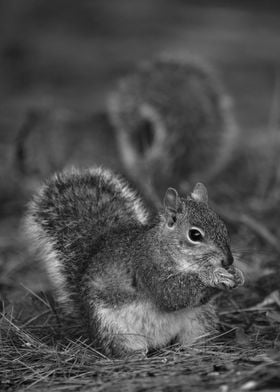 Gray Squirrels Foraging