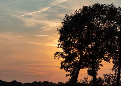 Trees silhouette and sunse