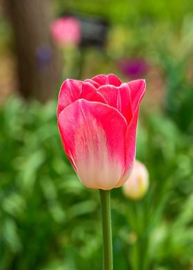 Pink and White Tulip