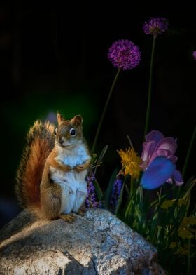 Red Squirrel In The Garden