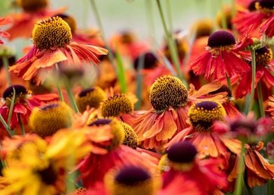 Colorful Echinacea purpure