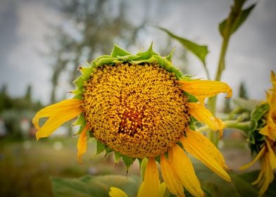 Sunflower