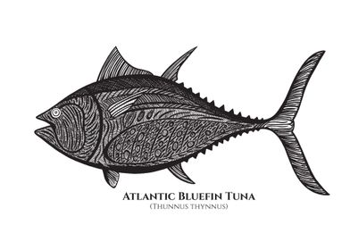 Bluefin Tuna Fish names
