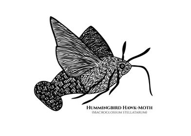 Hummingbird Hawkmoth name