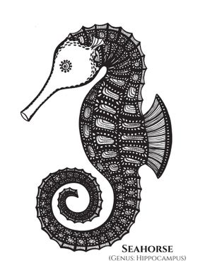 Seahorse with Latin name