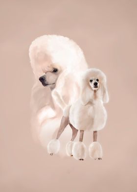 Elegant White Poodle