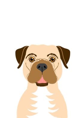 Border Terrier Portrait