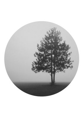 Lonely Tree Among Fog